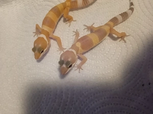  Leopardgeckos 
