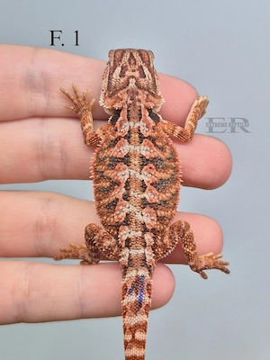 Bartagame (Pogona vitticeps) Weibchen 