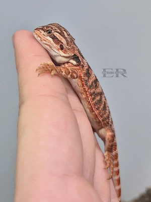 Bartagame (Pogona vitticeps) Weibchen  Bild 3