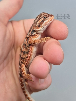 Bartagame (Pogona vitticeps) Weibchen 