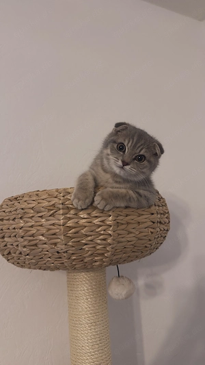 Verschmuster Kater 4 Monate mit Zubehör nur in sehr gute Hände abzugeben !!!