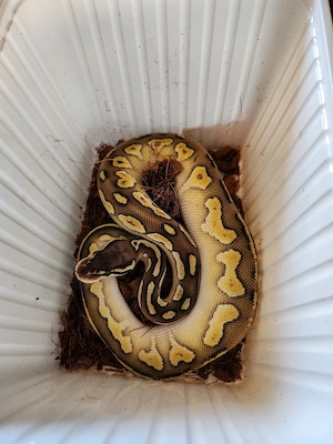 Königspython Phyton regius 0,1 