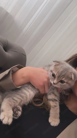 Verschmuster Kater 4 Monate mit Zubehör nur in sehr gute Hände abzugeben !!!