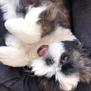 Shih Tzu Babys zur Adoption 