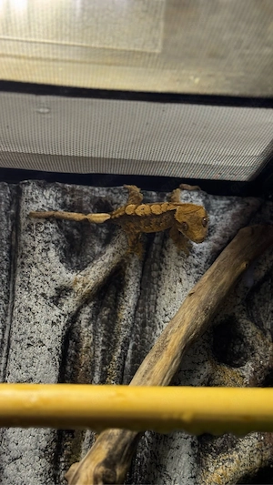 Kronengecko 0.0.1 (06 2025)