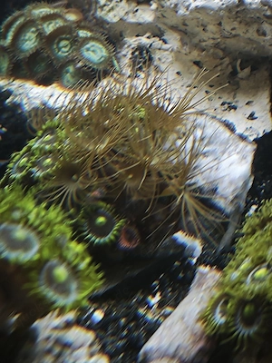 verschiedene LPS Korallen und Zoanthus abzugeben Meerwasser