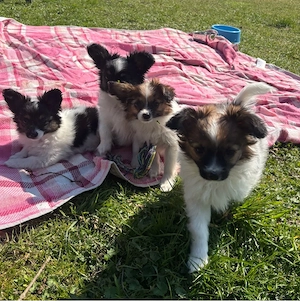 Wunderschöne Papillion Mädchen suchen ihr für Immerzuhause