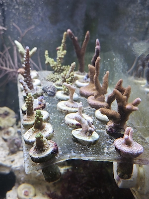 SPS Korallen abzugeben Meerwasser Bild 3