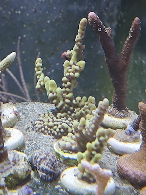 SPS Korallen abzugeben Meerwasser