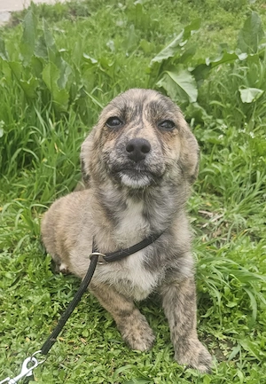 Lisa,  4 Monate, lieb, hundeverträglich, katzenverträglich