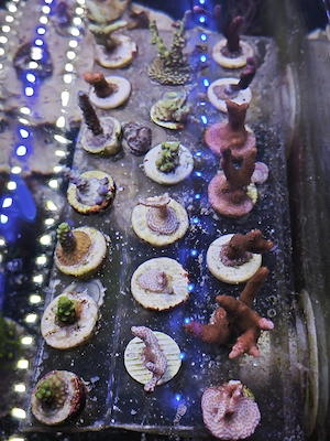 SPS Korallen abzugeben Meerwasser Bild 2