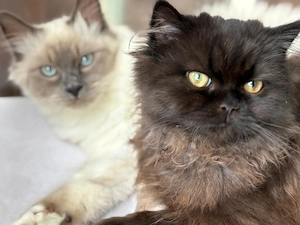 Heilige Birma &Perser 