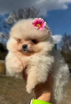 Zwergspitz welpen reinrassig 