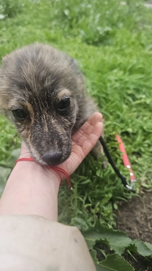 Amy, 4 Monate, wird ca. 35 cm, lieb