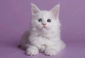 2Maine-Coon-Kätzchen