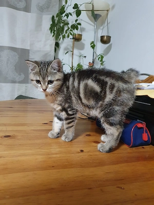 Schweren Herzens suchen wir ein neues, liebevolles Zuhause für unsere wunderschöne, kurzhaarige Katz