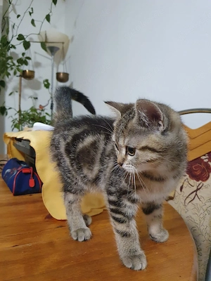 Schweren Herzens suchen wir ein liebevolles neues Zuhause für unsere wunderschöne, weibliche Kurzhaa