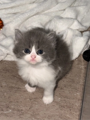 BKH Kitten 
