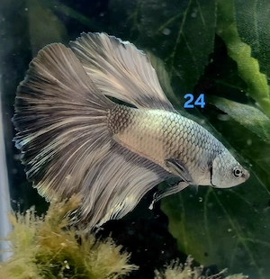 Kampffisch Männchen Betta splendens 