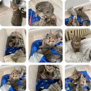 baby katzen 8 wochen