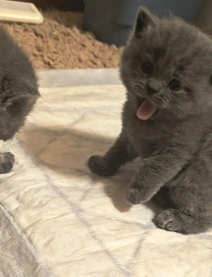 BKH kuschelige Kitten