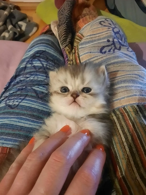 BKH Kitten Bub ab sofort auszugsbereit