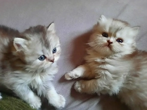 2 BKH Jungs zusammen abzugeben