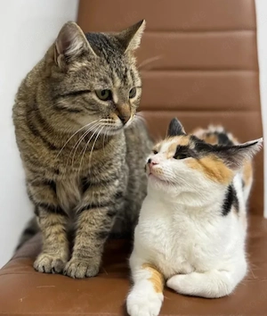 Alma & Sassy Traumpärchen sucht Paradies mit Familienanschluss