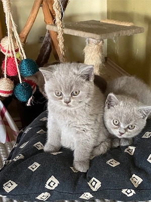 BKH Babys reinrassig