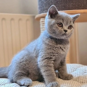 BKH Kitten 12 Wochen alt Abholbereit