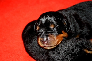 Rottweilerwelpen ende April Mai 2026