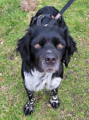 Brook   feiner Beobachter mit großem Herz