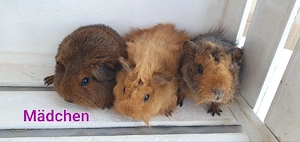 Meerschweinchen Böcke & Weibchen