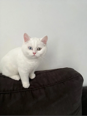 BKH Kurzhaar Kater 6 Monate