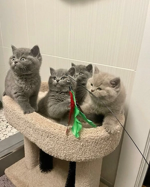 Niedliche Britisch Kurzhaar-Kätzchen