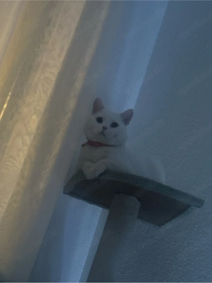 Britisch Kurzhaar Kater   1 Jahr, reinrassig, schneeweiß mit bernsteinfarbenen Augen