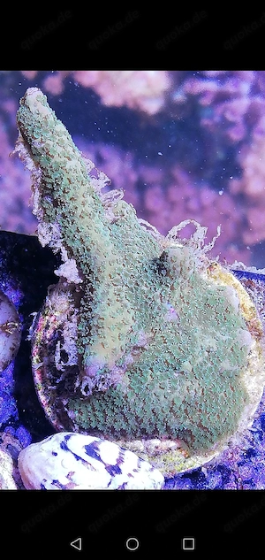 Meerwasser Montipora SPS Silber 