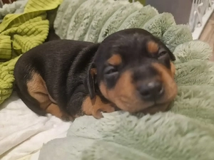 Zwergpinscher Welpen (Rüden)   5 kleine Herzensbrecher