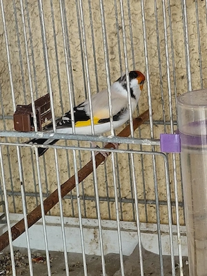 Stieglitz 2025   Gesangsvogel im iranischen Lor-Stil