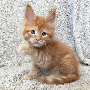 Zwei entzückende Maine-Coon-Kätzchen