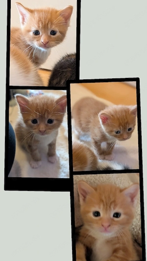 2 EHK-MaineCoon Mixe suchen Familienanschluss 