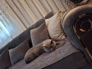 Wunderschöne Katze zu verkaufen