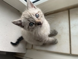 Süße Bengal Kitten Snow Seal Lynx, Brown Spottet & Black Spottet   Abgabe ab April