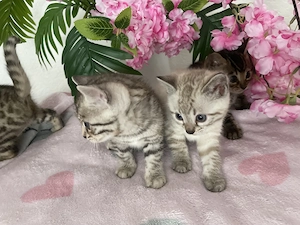 Süße Bengal Kitten Snow Seal Lynx, Brown Spottet, 1 Kätzchen noch Frei 