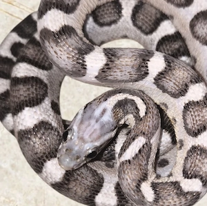 Kornnattern Anery Micro-Scaleless und Anery Sunkissed Tessera 