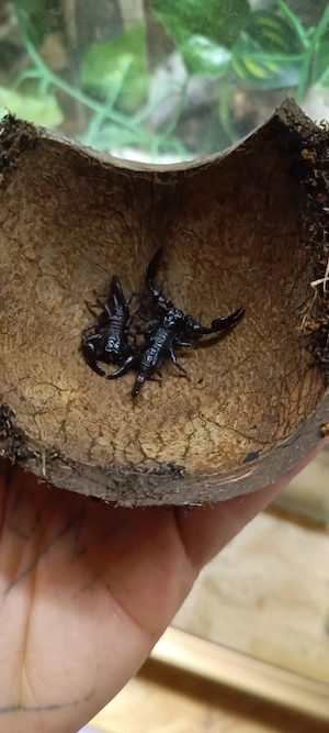 Heterometrus silenus 0.0.3