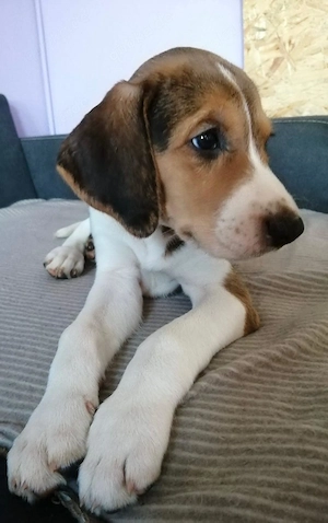 Jagdhund Bracke Harlekin Welpen Bild 2