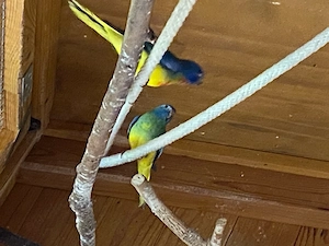 Glanzsittiche abzugeben