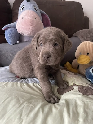 6 Reinrassige Labrador-Welpen suchen ein Zuhause