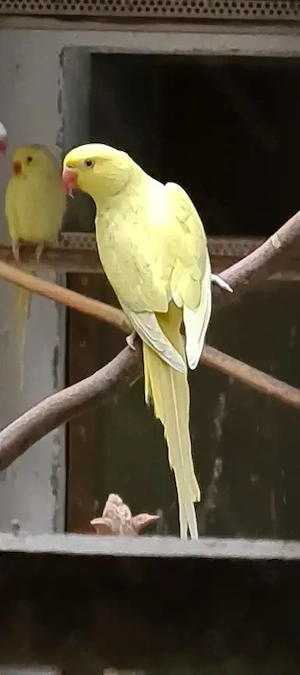 Halsbandsittiche abzugeben: